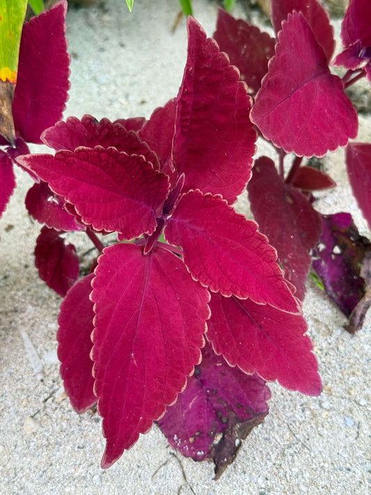 Whetū Whero Gold Huggies