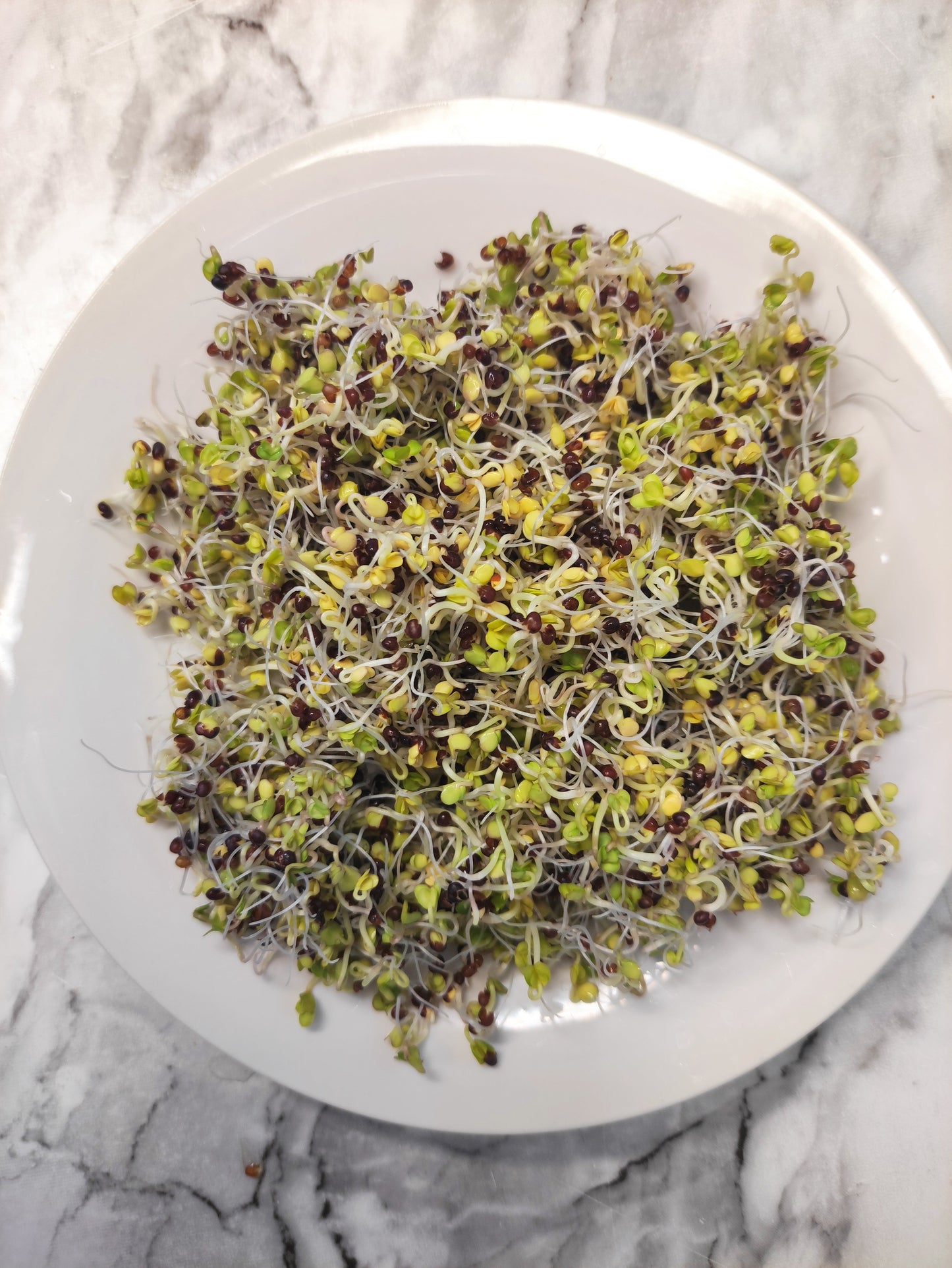 Sprouting Seeds- Organic Broccoli- 100g-0