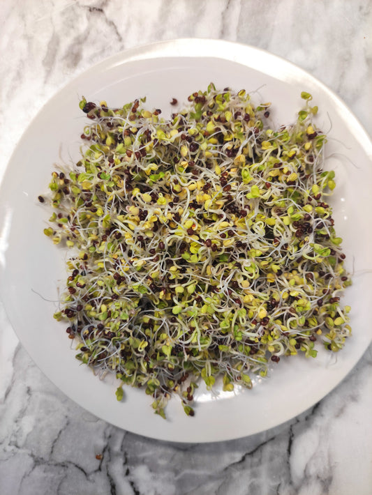 Sprouting Seeds- Organic Broccoli- 100g-0