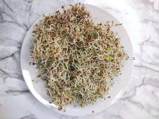 Sprouting seeds- Organic Alfalfa Sprouts 100g-0