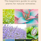 Plants that Heal -  Beginners Guide to using Plants for Natural Remedies - Eco Wellness Lab